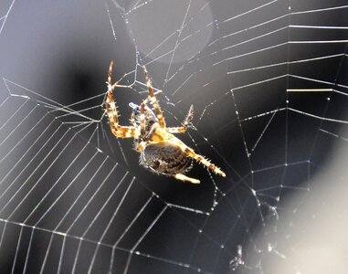 Spin garden spider web photo