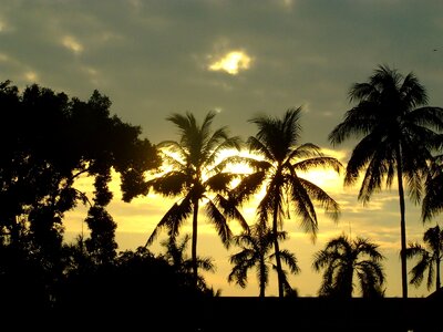 Palms dusk tropical photo
