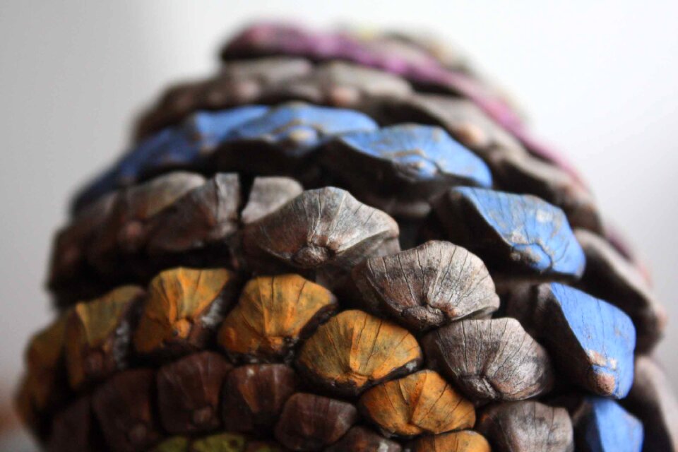 Wood colorful texture