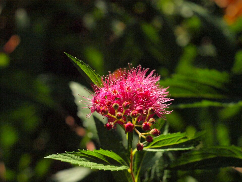 Bloom pink ornamental shrub
