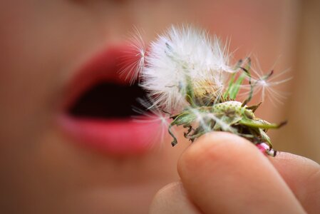 Mouth fluff dandelion