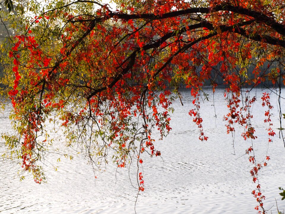 Autumn river main photo