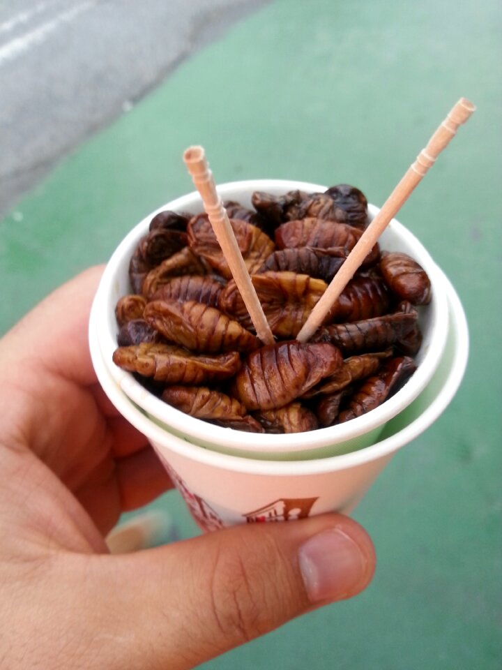 Silkworms korea travel