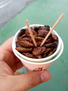 Silkworms korea travel