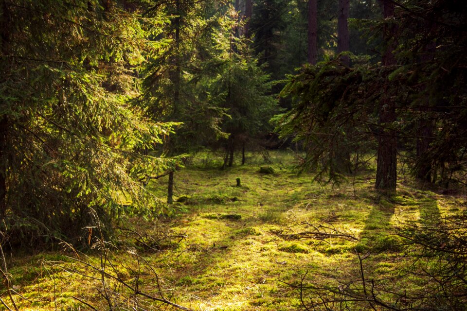 Autumn green landscape