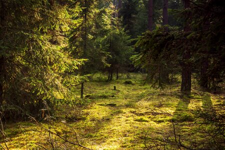 Autumn green landscape