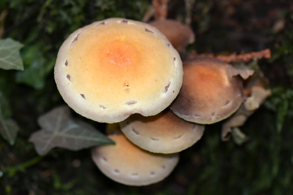 Autumn agaric mushrooms