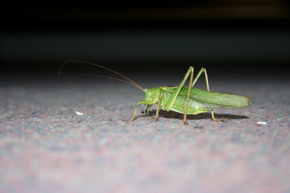 Insect green close up
