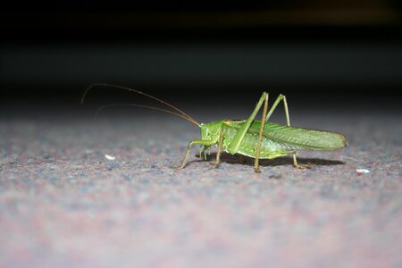 Insect green close up