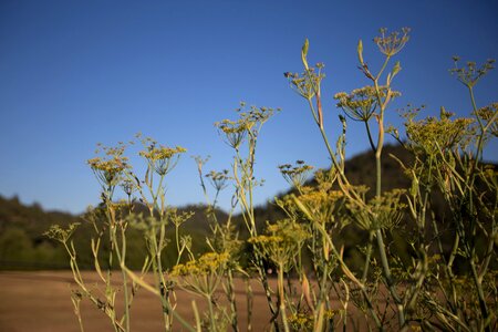 Outdoor field flora