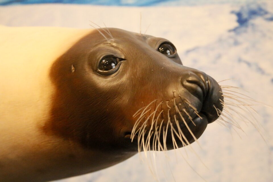 Mammal ocean sea