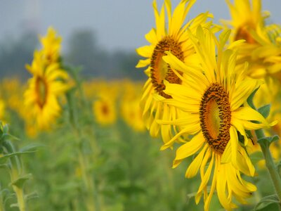 Yellow flowers blossoms photo