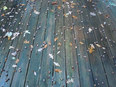 Oak fall autumn