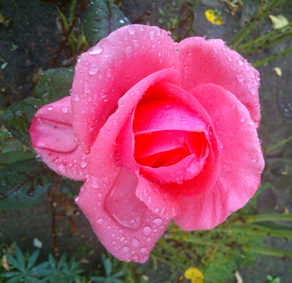 Roses red roses summer