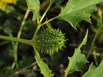 Fruit prickly green