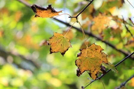 Colorful yellow emerge photo