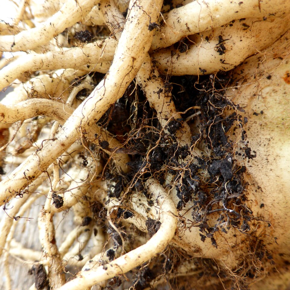 Earth food vegetables celery