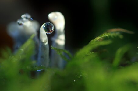Raindrop plant forest