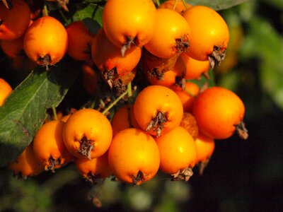 Berries sorbus orange photo