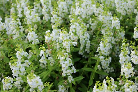 Blossom white flowers plants