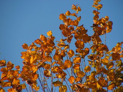 Colors dry leaves autumn colors photo