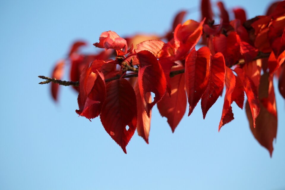 Leaves emerge tree