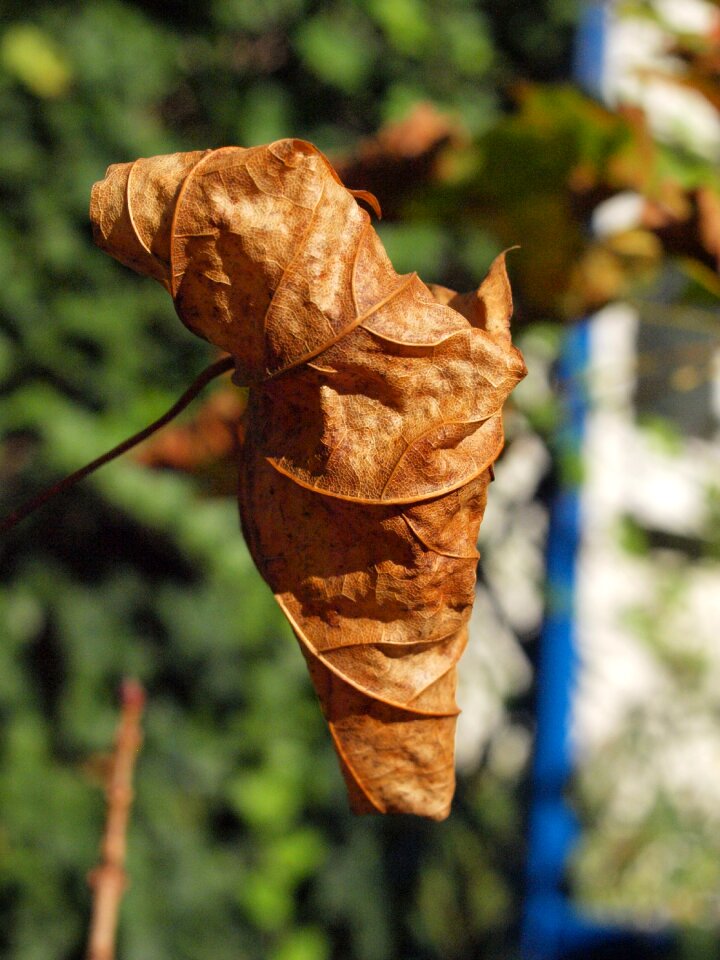 Fall foliage leaves maple leaf