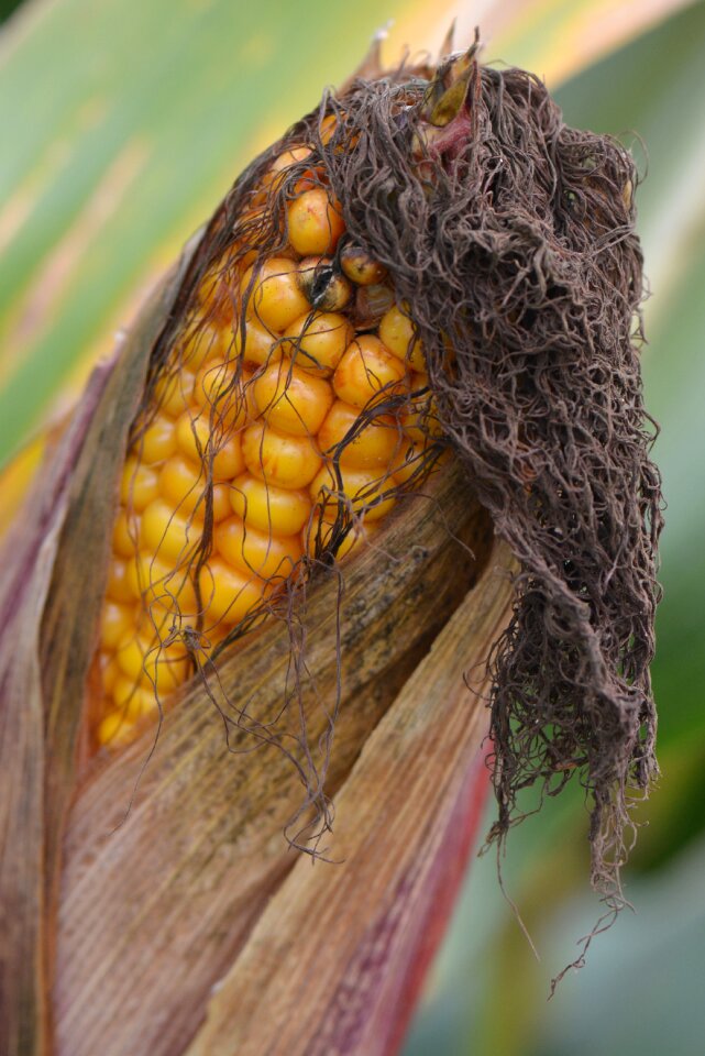 Flask vegetable nature
