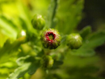 Autumn flower bud close up