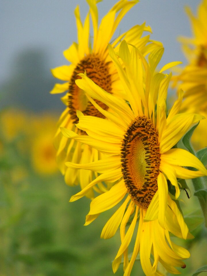 Thailand sunflowers blossoms