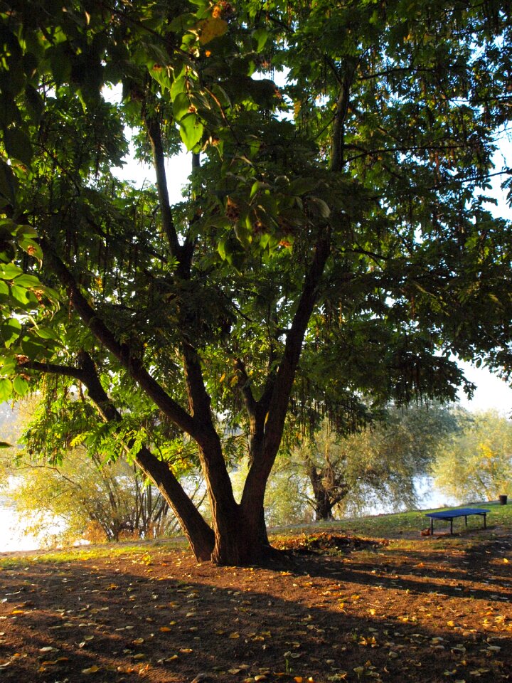 River morgenstimmung bank