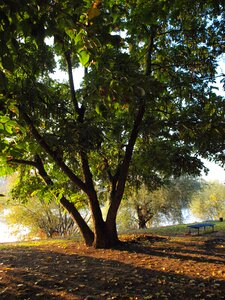 River morgenstimmung bank