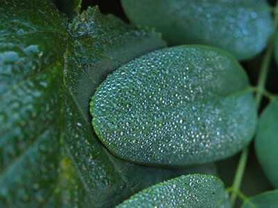 Dew leaves water photo