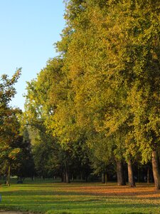 Main aue trees autumn