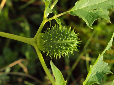 Fruit prickly green