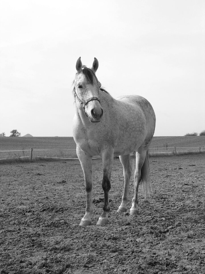 Black and white white pasture