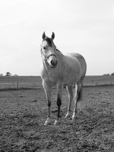 Black and white white pasture