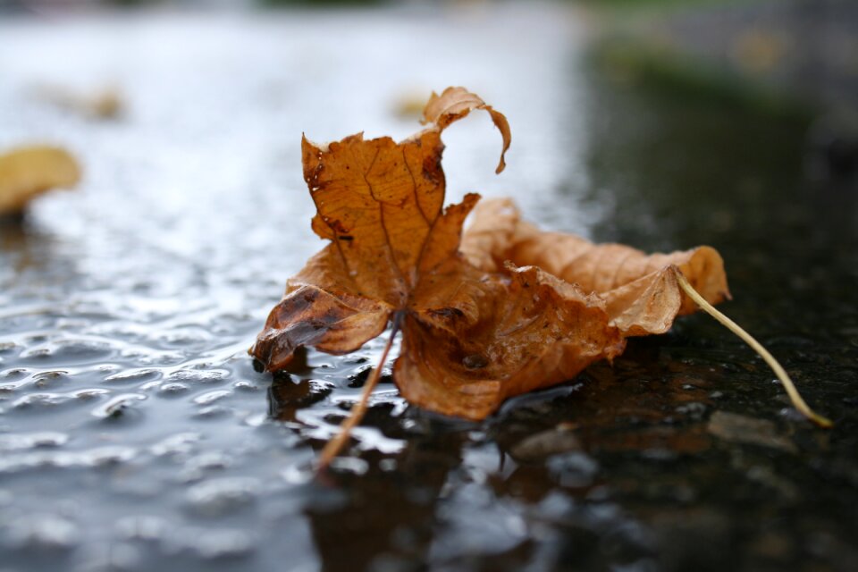 Wet fall foliage ground