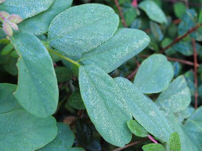 Dew leaves water photo