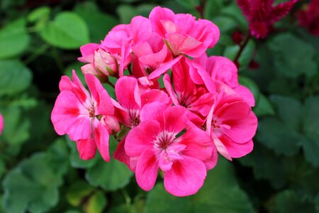 Nature plants pink flower photo