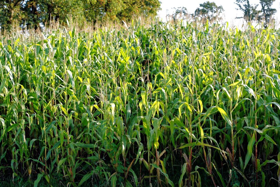 Cultivation agriculture harvest