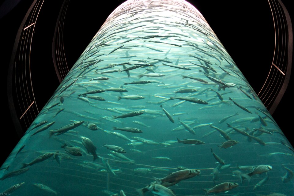 Underwater world meeresbewohner mackerel