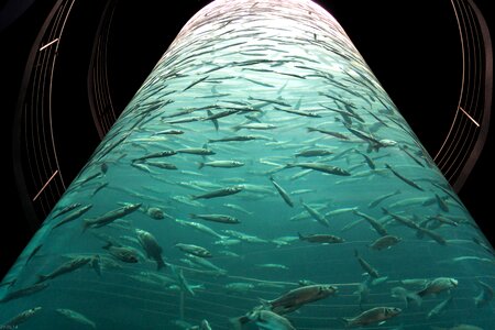 Underwater world meeresbewohner mackerel photo