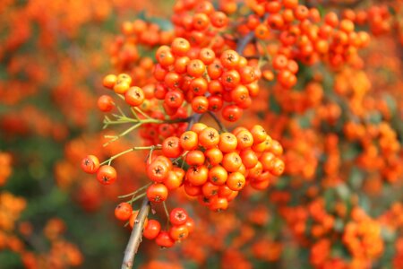 Seasonal harvest fruit trees