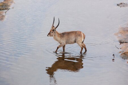 Africa antelope photo