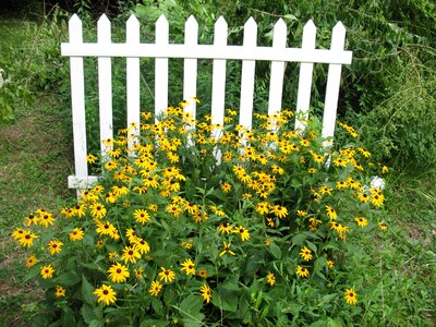 Cone flowers homestead garden