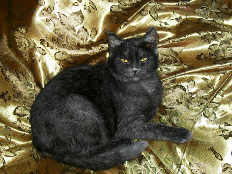 Cat handsome man gray cat