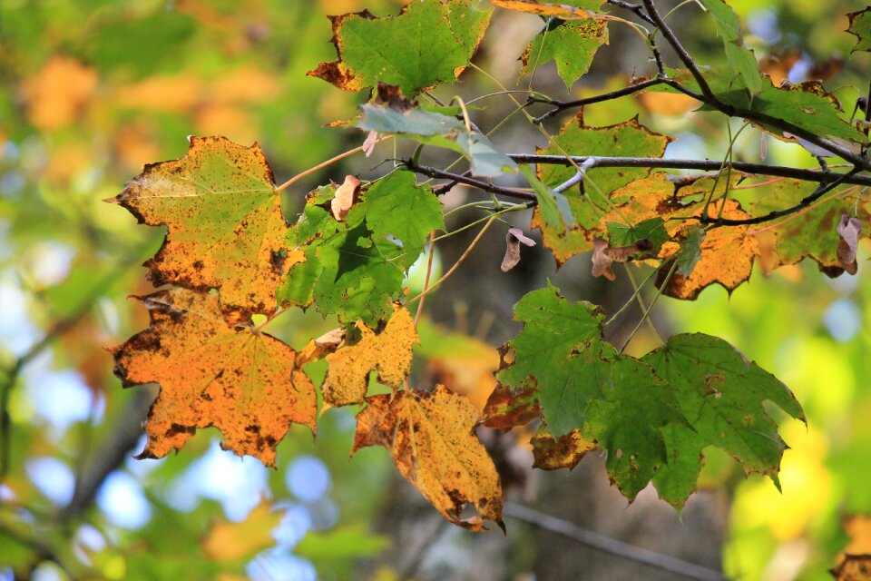 Golden autumn leaves in the autumn fall foliage