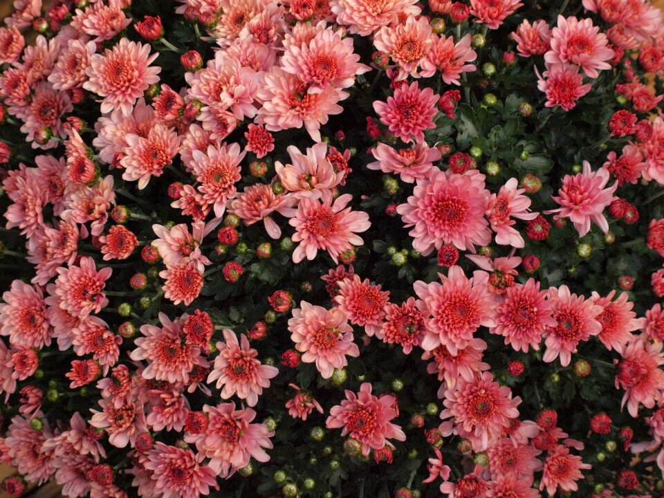 Bloom garden asters
