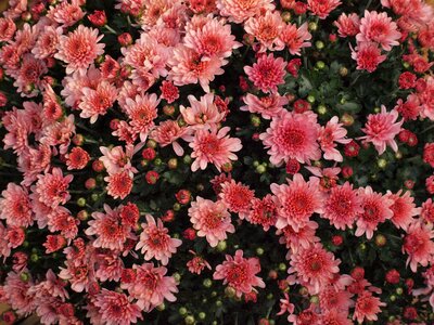 Bloom garden asters photo